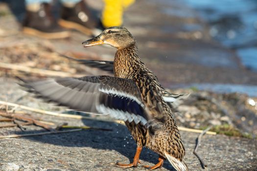 A brown duck stands along the shore on the ground.