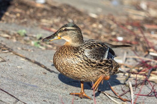 A brown duck stands along the shore on the ground.