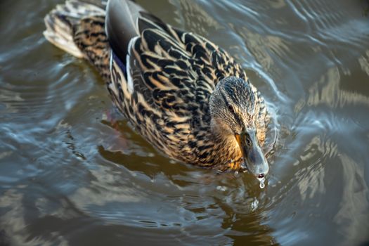 ducks swimming along the river in the wild