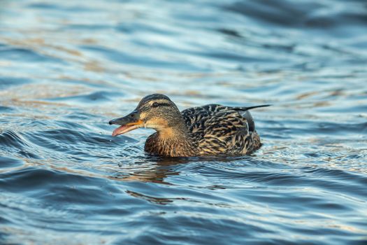 ducks swimming along the river in the wild