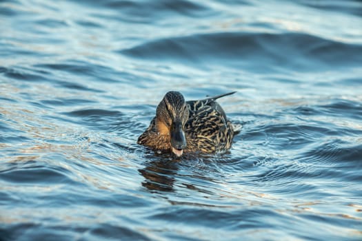 ducks swimming along the river in the wild