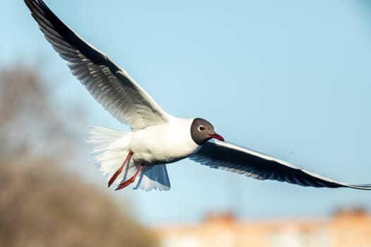 A black and white gull is flying over the cityscape.