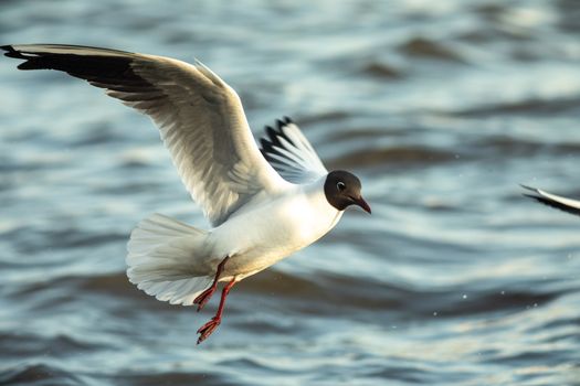 The waterfowl seagull flies and the water surface sits down.