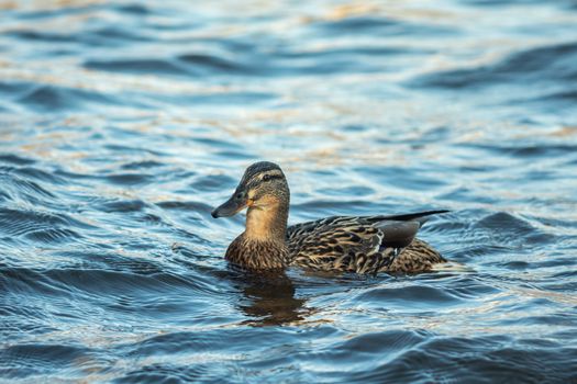 ducks swimming along the river in the wild