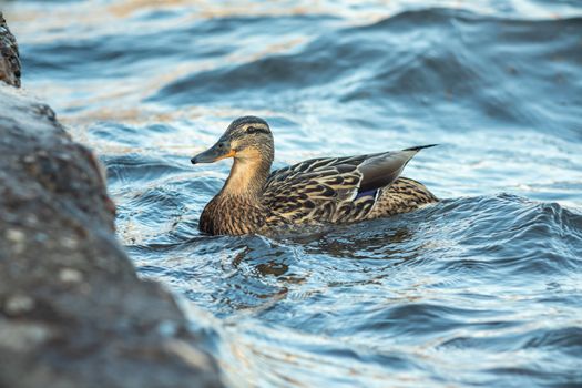 ducks swimming along the river in the wild