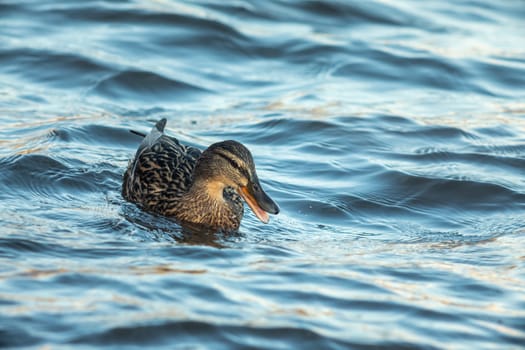 ducks swimming along the river in the wild