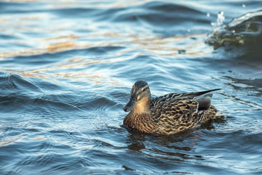 ducks swimming along the river in the wild