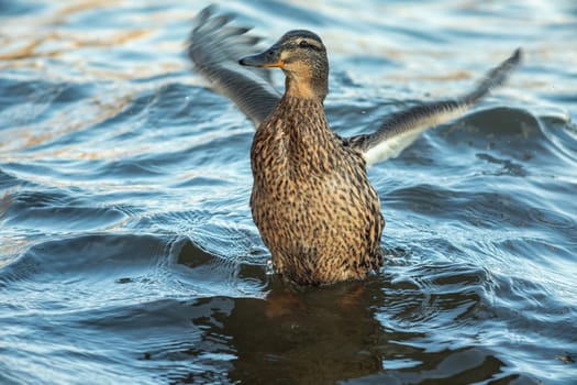 ducks swimming along the river in the wild