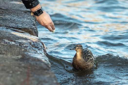 A man feeds a duck from his hand near the reservoir