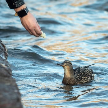 A man feeds a duck from his hand near the reservoir