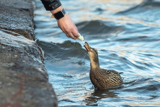 A man feeds a duck from his hand near the reservoir