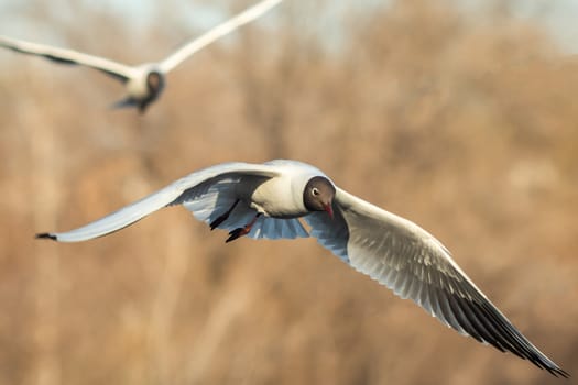 A black and white gull is flying over the cityscape.