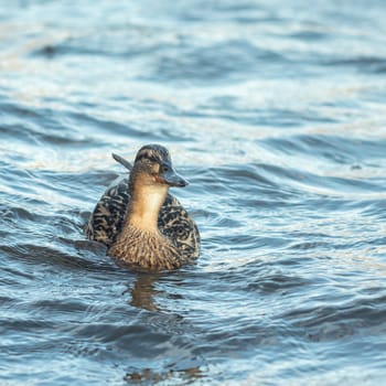 ducks swimming along the river in the wild