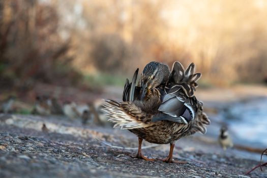 A brown duck stands along the shore on the ground.