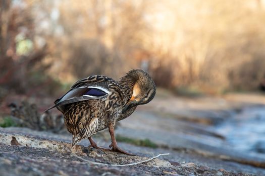 A brown duck stands along the shore on the ground.