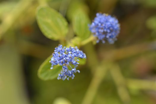 Creeping blue blossom - Latin name - Ceanothus thyrsiflorus var. repens