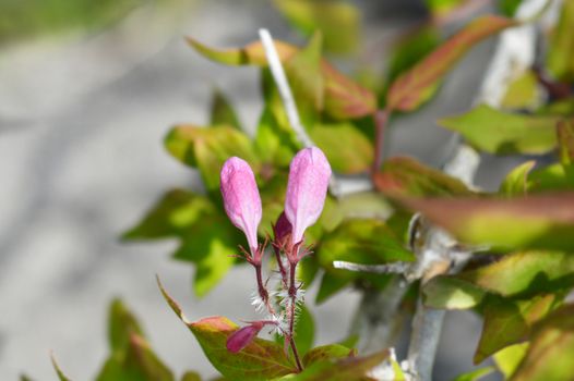 Beauty bush - Latin name - Kolkwitzia amabilis