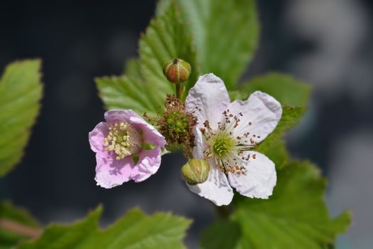 Blackberry flowers - Latin name - Rubus fruticosus