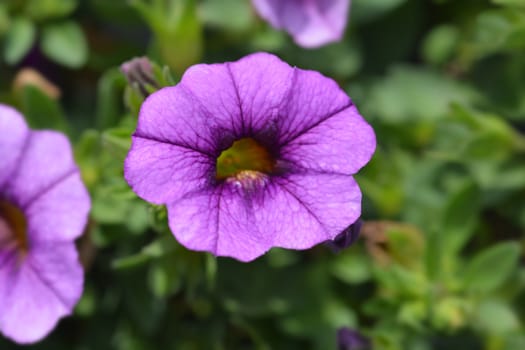 Calibrachoa Calipetite Blue - Latin name - Calibrachoa hybrida Calipetite