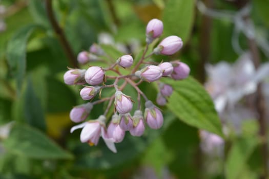 Deutzia Mont Rose flower buds - Latin name - Deutzia x hybrida Mont Rose