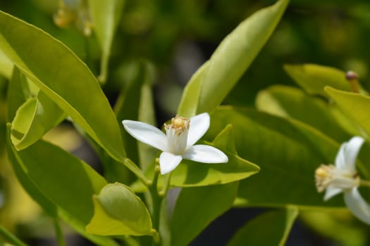 Sweet orange - Latin name - Citrus sinensis