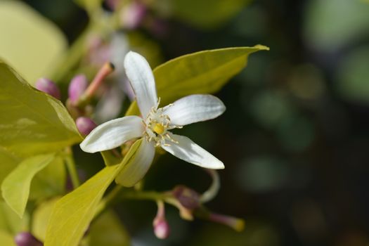 Lemon flower - Latin name - Citrus limon