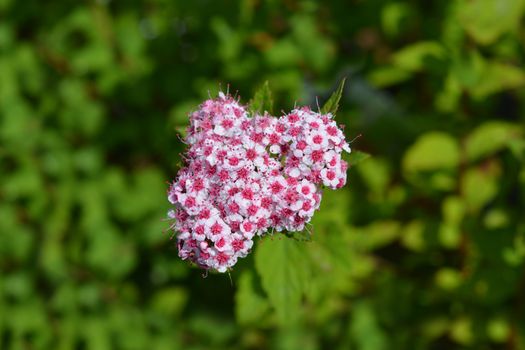 Pink Japanese spirea Sparkling Champagne flowers - Latin name - Spiraea japonica Sparkling Champagne