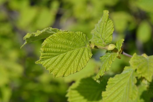 Hazel Merveille de Mollwiller leaves - Latin name - Corylus avellana Merveille de Mollwiller