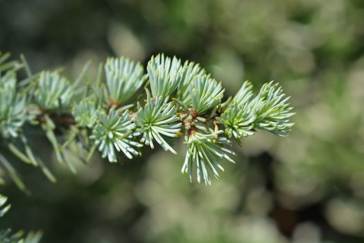 Atlas cedar PonPon - Latin name - Cedrus atlantica Glauca