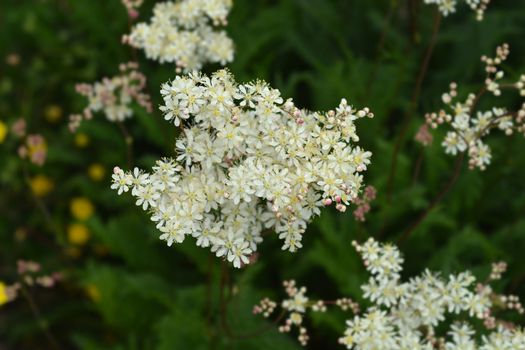 Fern-leaf dropwort flower - Latin name - Filipendula vulgaris