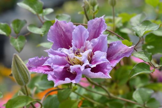 Clematis Piilu (Early large-flowered clematis) - Latin name - Clematis Piilu