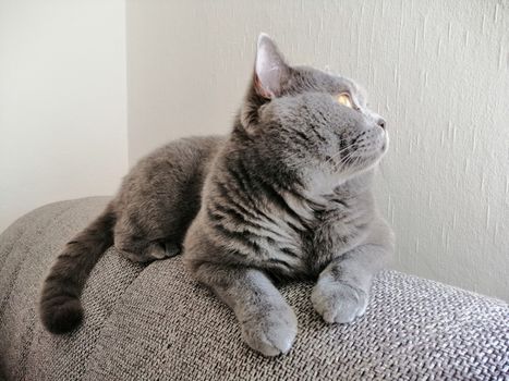 Cute Gray British cat lying on sofa and looking somewhere