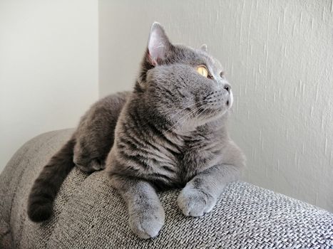 Cute Gray British cat lying on sofa and looking somewhere