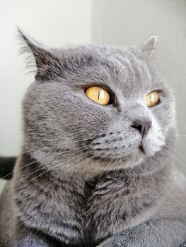 Cute Gray British cat looking somewhere. The concept of pets.