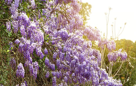 wisteria flowering in spring. Ecology and environment concept. Flowers and plants