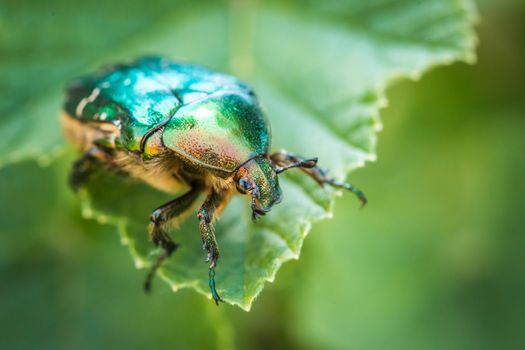 Cetonia aurata, called the rose chafer or the green rose chafer.