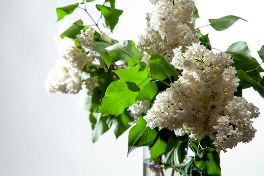 Branches of white lilac in vase on white background. Spring branch of blooming lilac on the white background. 