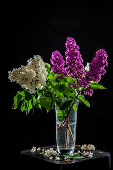 Branches of white and purple  lilac in glass vase on black background. Spring branch of blooming lilac on the table with black background. Fallen lilac flowers on the table.