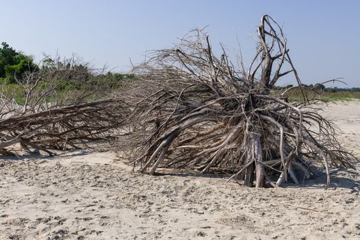 Coastal erosion due to rising sea levels leaves dead tree stumps and driftwood at Hunting Island State Park in South Carolina, United States.