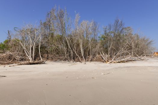 Coastal erosion due to rising sea levels leaves dead tree stumps and driftwood at Hunting Island State Park in South Carolina, United States.