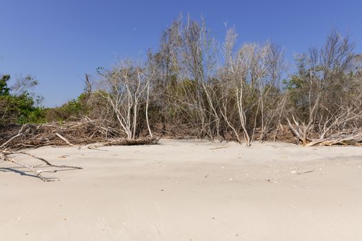 Coastal erosion due to rising sea levels leaves dead tree stumps and driftwood at Hunting Island State Park in South Carolina, United States.