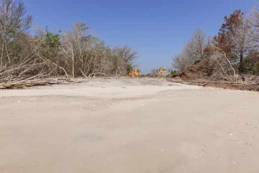 Coastal erosion due to rising sea levels leaves dead tree stumps and driftwood at Hunting Island State Park in South Carolina, United States.