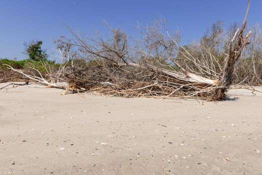 Coastal erosion due to rising sea levels leaves dead tree stumps and driftwood at Hunting Island State Park in South Carolina, United States.