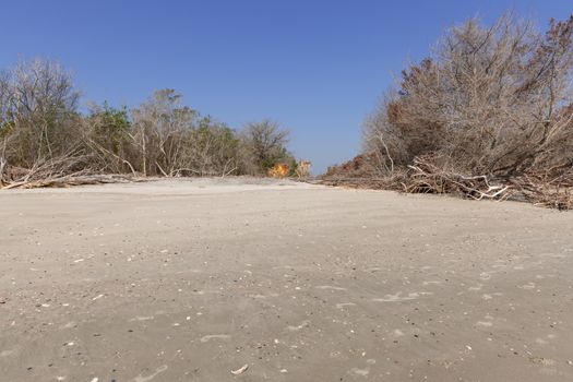 Coastal erosion due to rising sea levels leaves dead tree stumps and driftwood at Hunting Island State Park in South Carolina, United States.