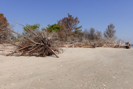 Coastal erosion due to rising sea levels leaves dead tree stumps and driftwood at Hunting Island State Park in South Carolina, United States.