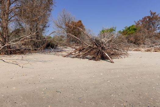 Coastal erosion due to rising sea levels leaves dead tree stumps and driftwood at Hunting Island State Park in South Carolina, United States.