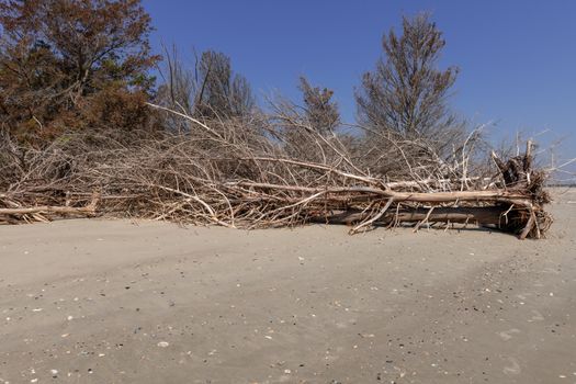 Coastal erosion due to rising sea levels leaves dead tree stumps and driftwood at Hunting Island State Park in South Carolina, United States.