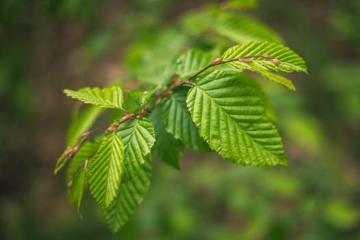 Fagus sylvatica asplenifolia - details and texture of leaves with natural background