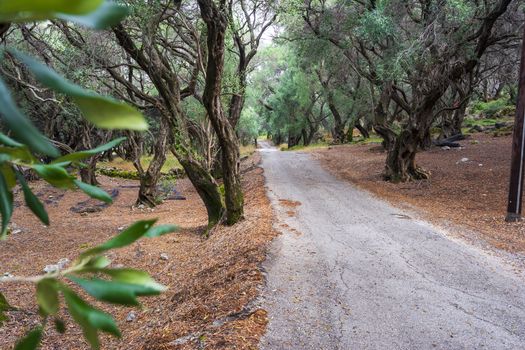 A path through the olive forest at Corfu, Greece, Europe.