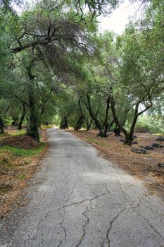 A path through the olive forest at Corfu, Greece, Europe.